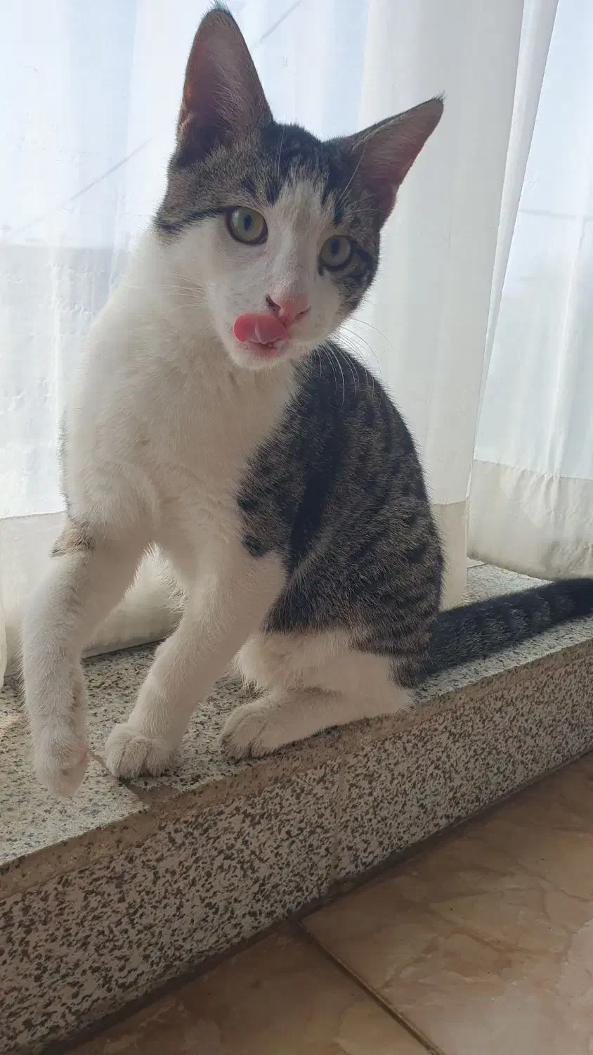 واگذاری گربه زیبا و بازی گوش|گربه|گرگان, |دیوار