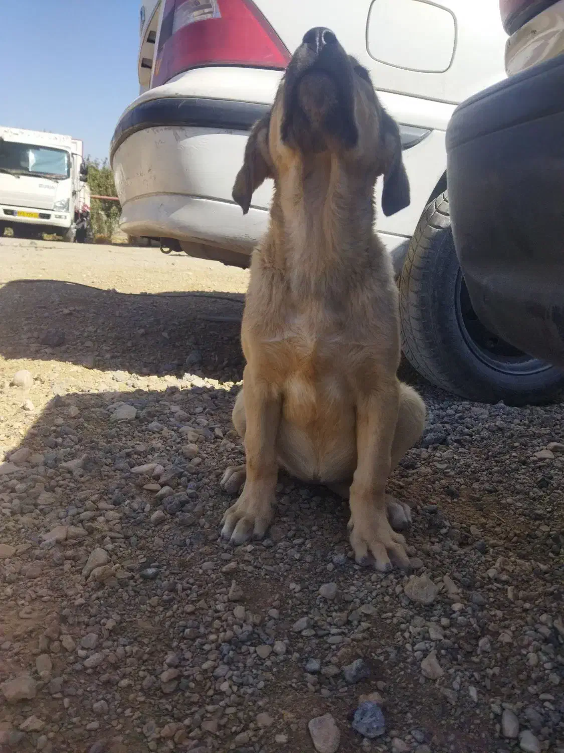 توله پژدر ماده|سگ|کبودرآهنگ, |دیوار