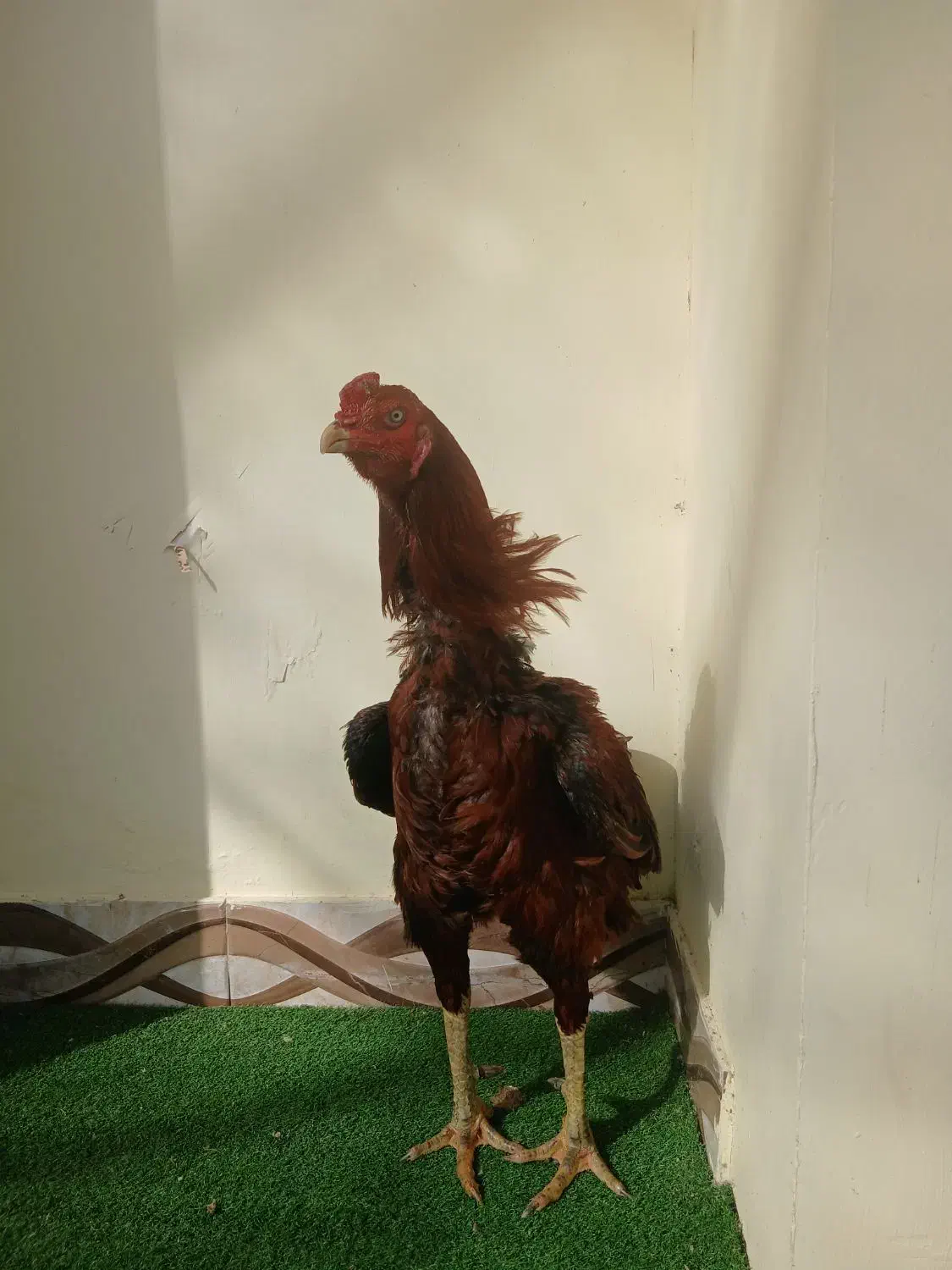 خروس لاری|حیوانات مزرعه|رشت, چله خانه|دیوار