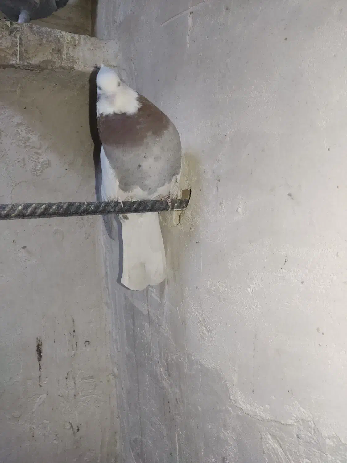 سینه و طوقی|پرنده|قائن, |دیوار