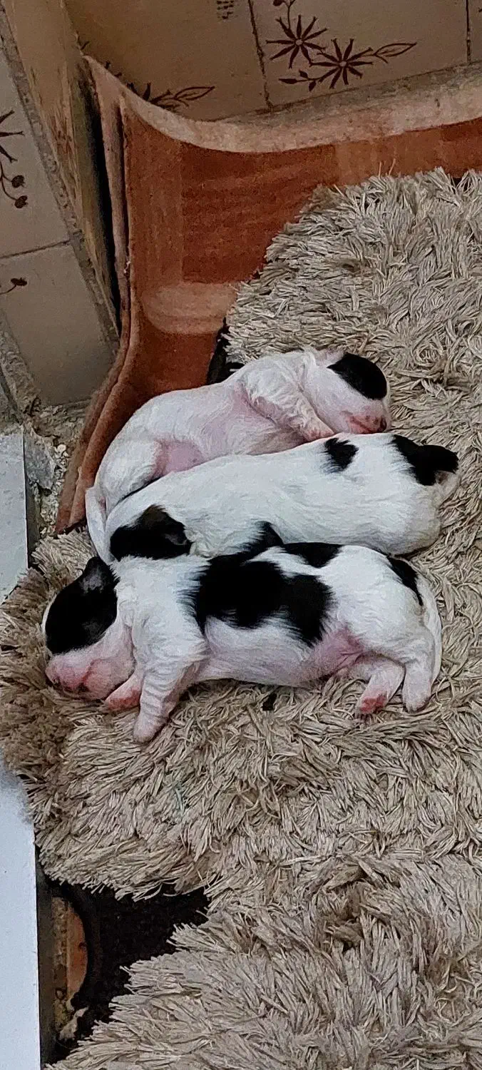 واگذاری طوله سگ|سگ|رشت, فلسطین|دیوار