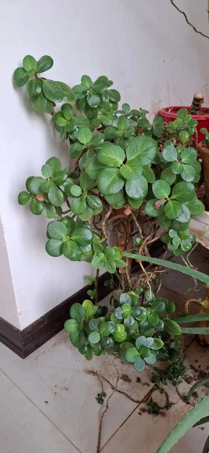 به پاس شب یلدا ۱۲ عدد گل طبیعی دو میلیون|گل و گیاه طبیعی|اصفهان, منتظرالمهدی|دیوار