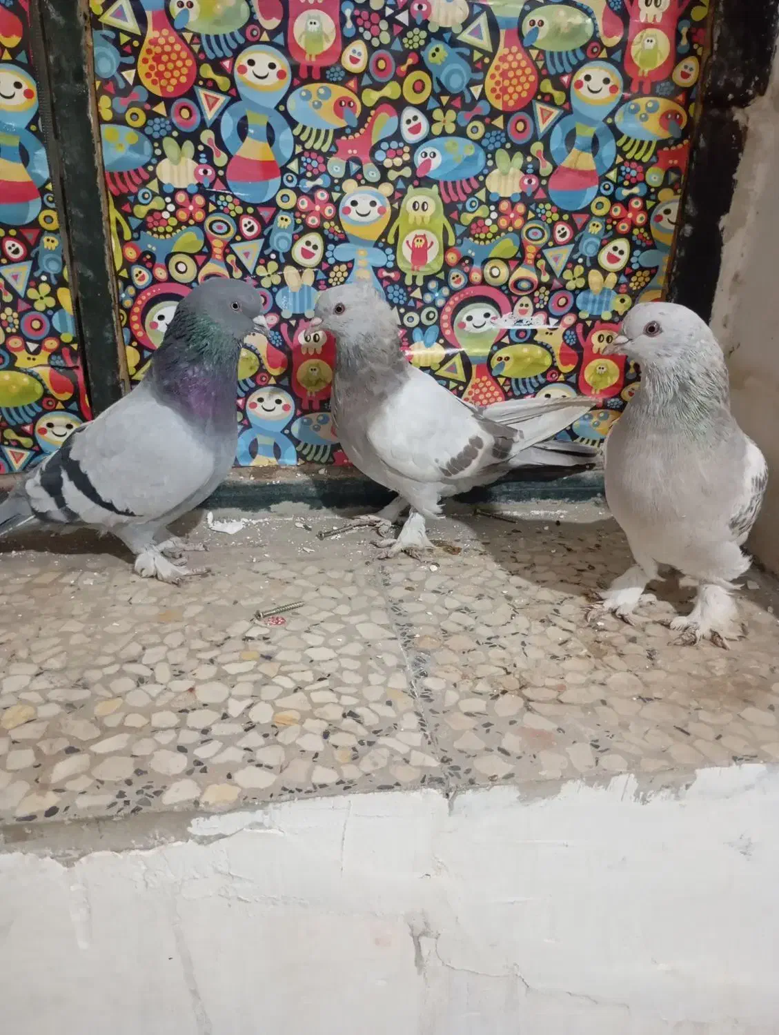 پنج عدد کبوتر گوگ اصل|پرنده|باشت, |دیوار