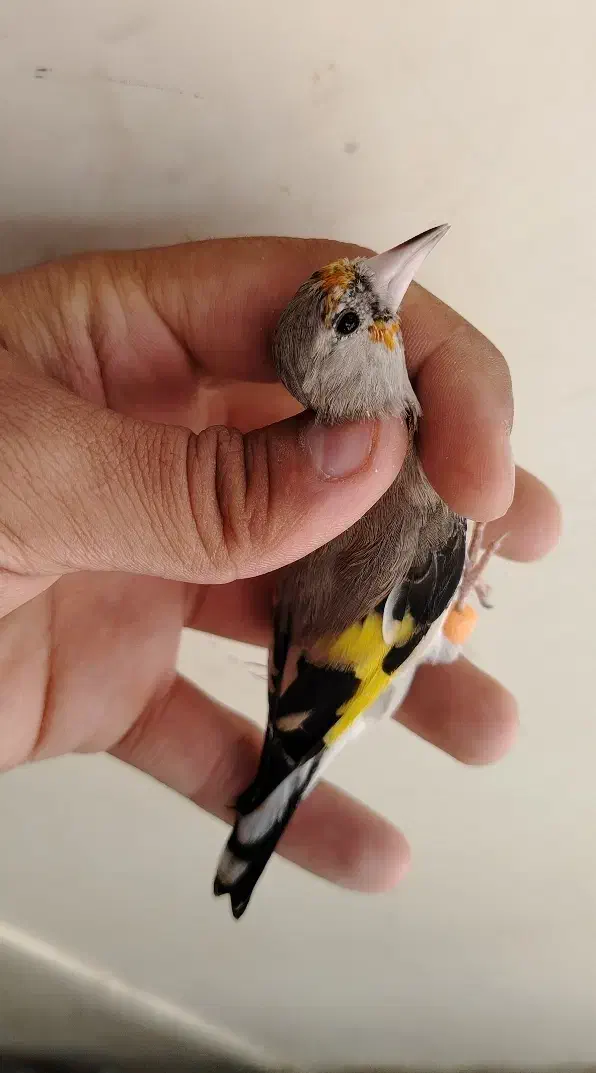 ماده سهره کار داده|پرنده|کرمان, |دیوار