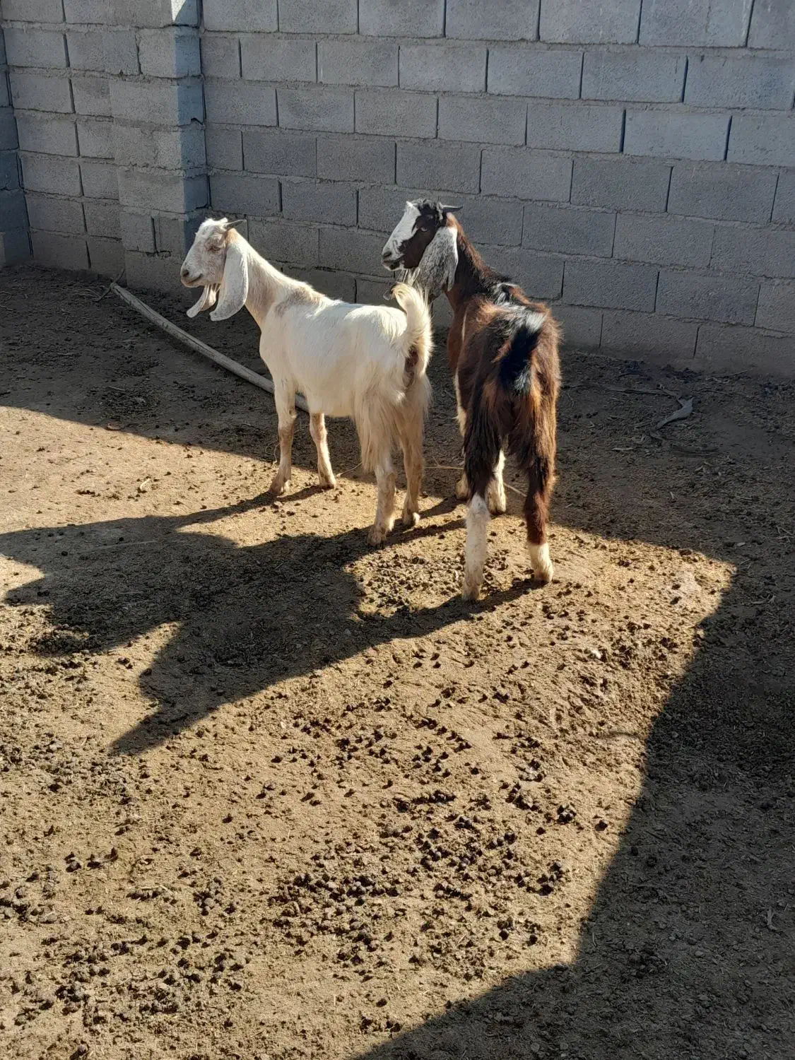 بزغاله ماده|حیوانات مزرعه|گنبد کاووس, |دیوار