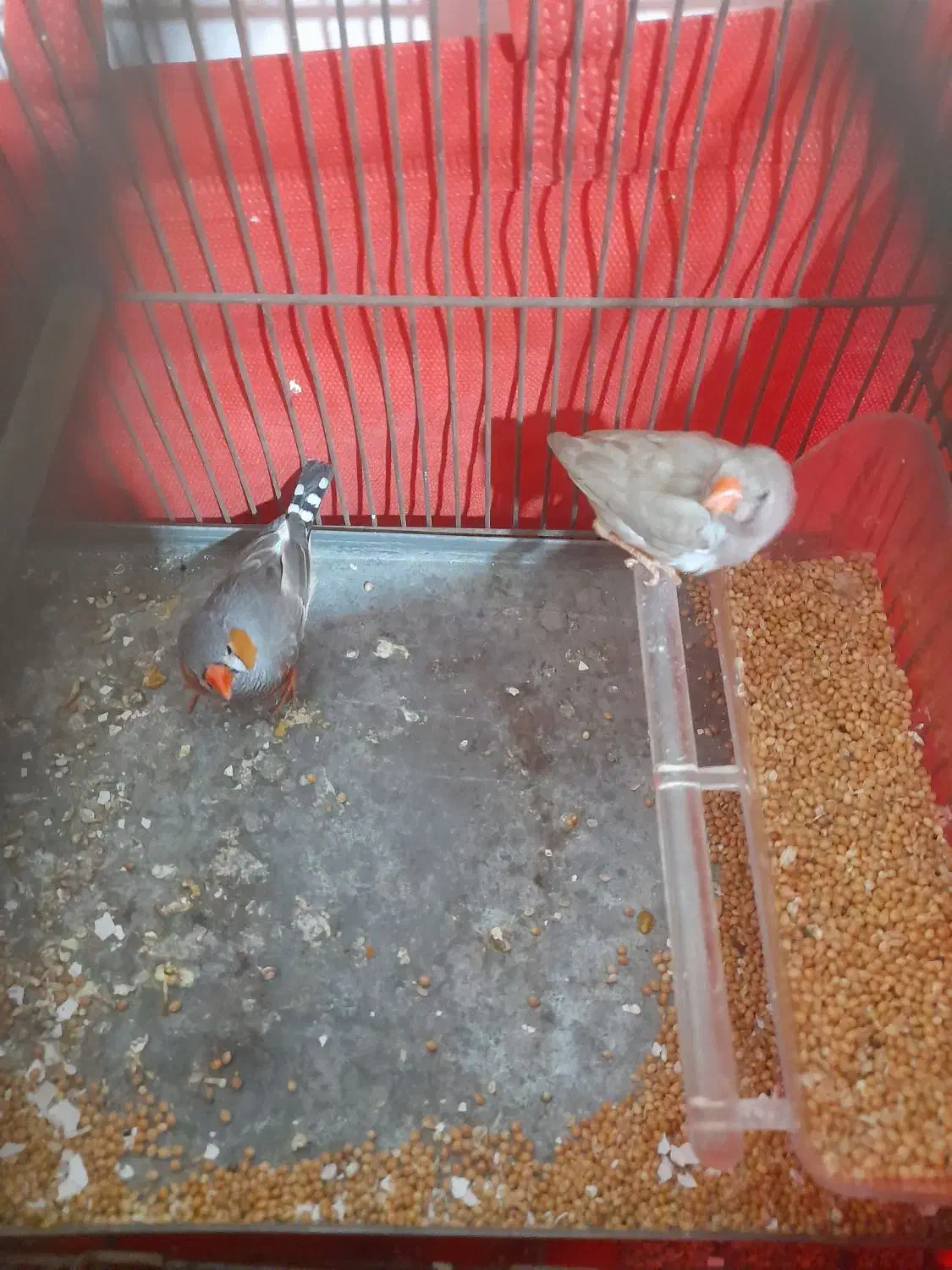 فنچ|پرنده|تهران, امام حسین|دیوار