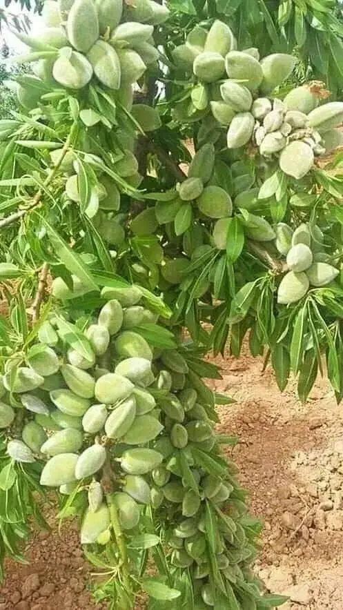 نهال خاص ترین.|حراج|سرایان, |دیوار