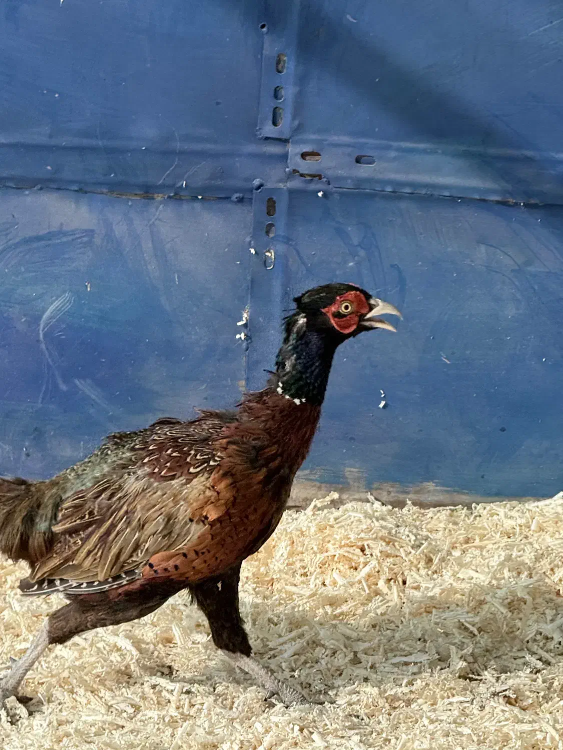 خروس زینتی|حیوانات مزرعه|ماهدشت, |دیوار