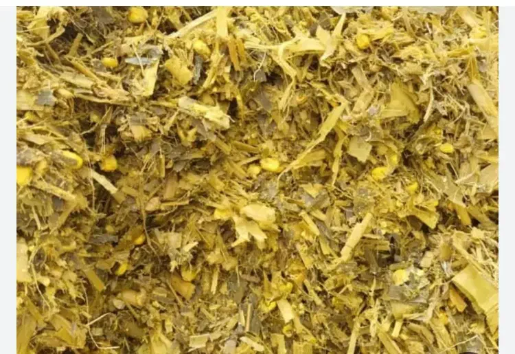 ذرت علوفه سیلو‌|عمده‌فروشی|یامچی, |دیوار