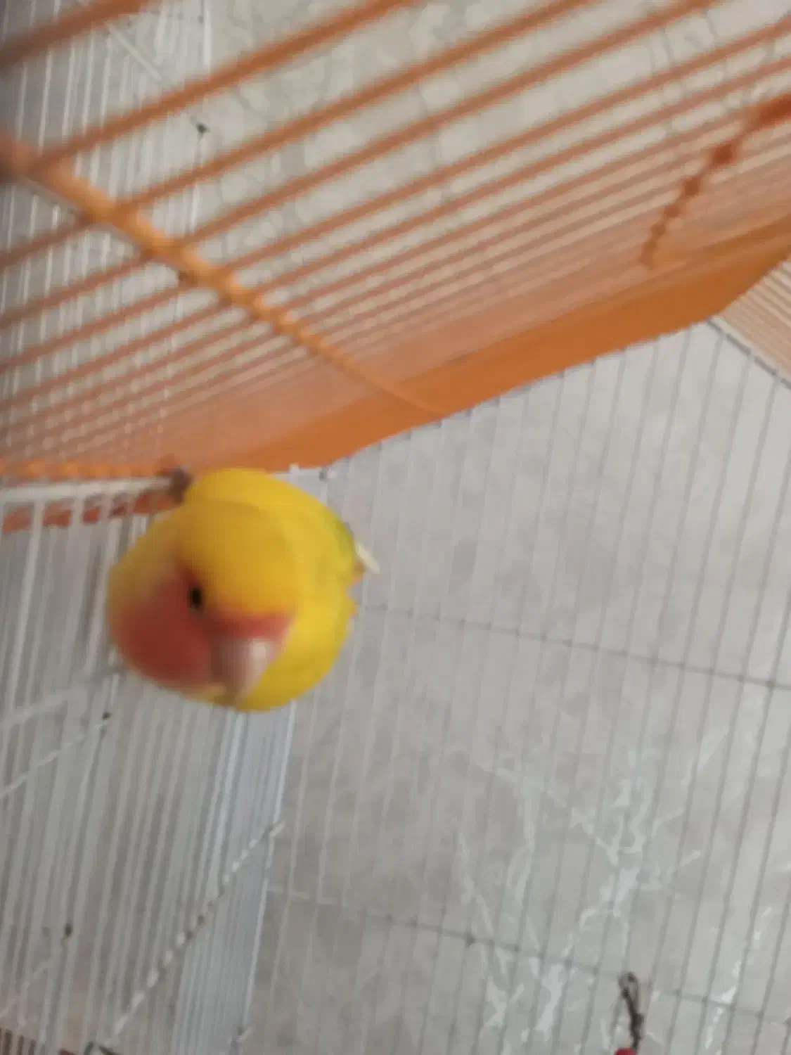 طوطی برزیلی|پرنده|اردبیل, |دیوار