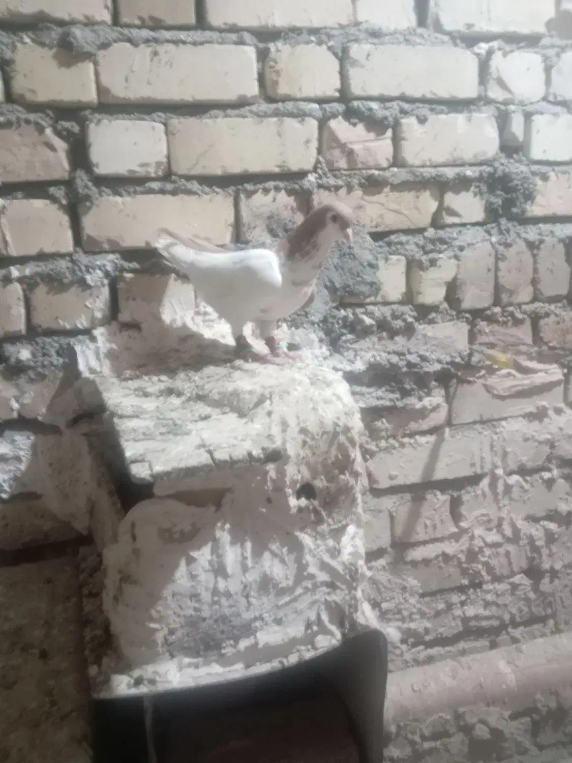 کبوتز|پرنده|خور (فارس), |دیوار