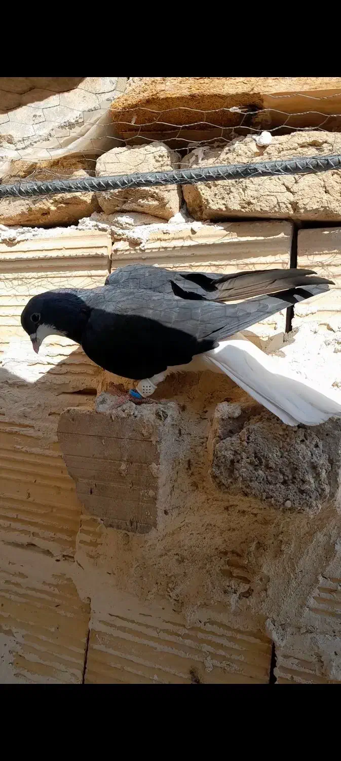 کبوتر|پرنده|تاکستان, |دیوار