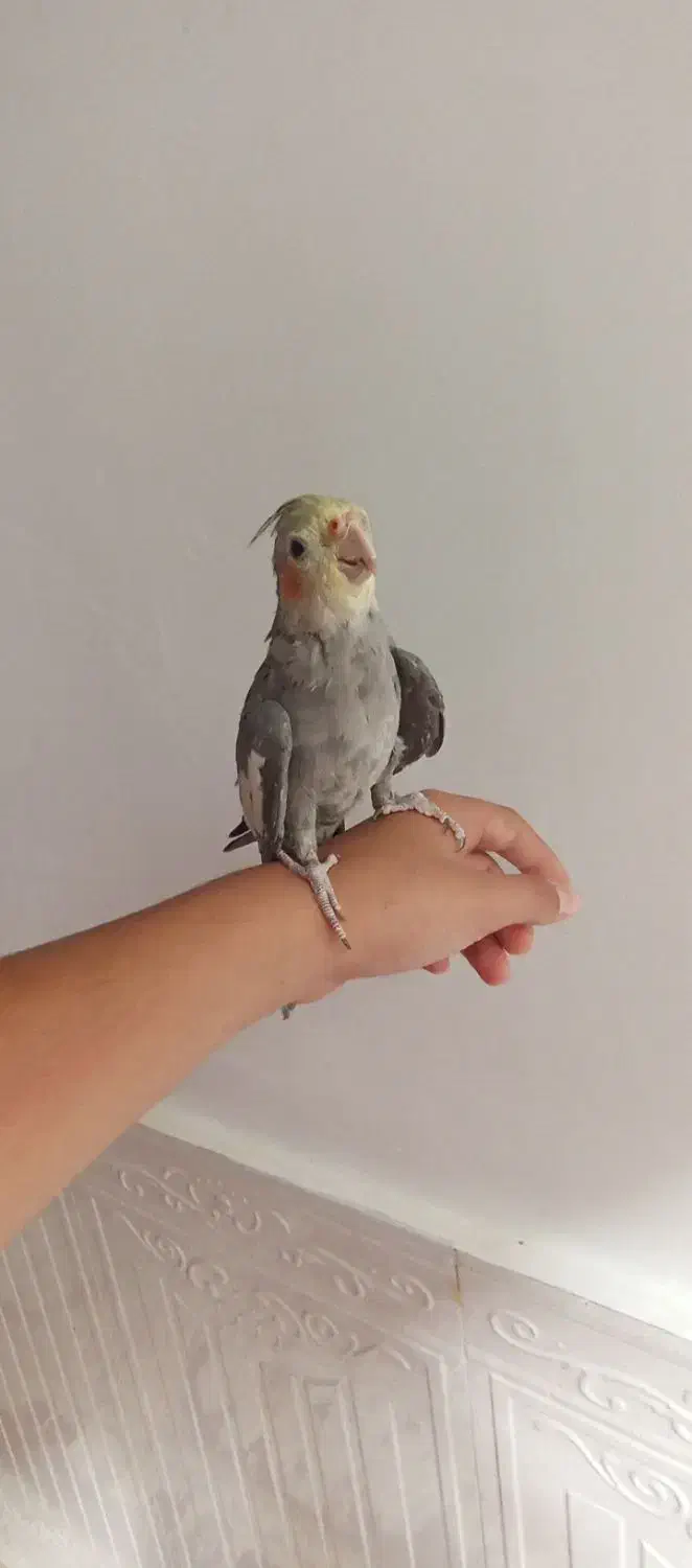 یک عدد عروس هلندی برای فروش|پرنده|یاسوج, |دیوار