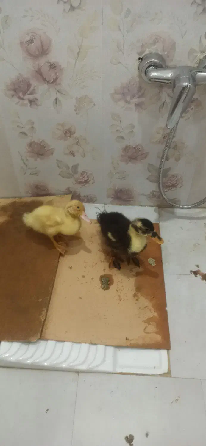 اردک|حیوانات مزرعه|کرج, شهرک بهارستان|دیوار