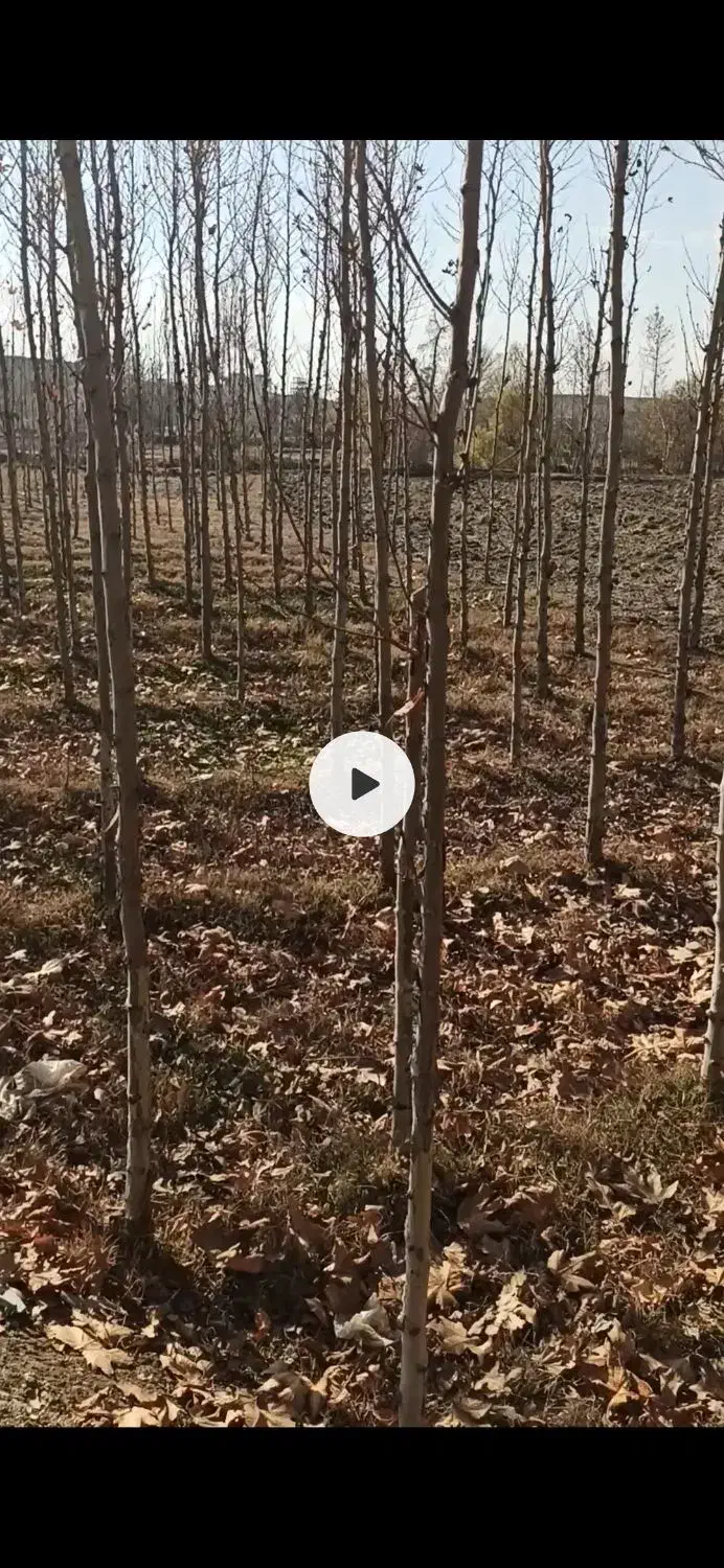 درخت چنار ریشه ای|گل و گیاه طبیعی|لنجان, |دیوار