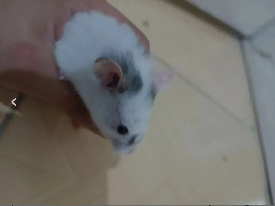 همستر|موش و خرگوش|محمدیه-قزوین, |دیوار