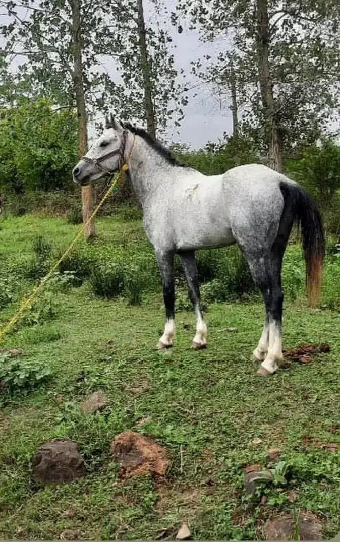 اسب نریون|اسب و تجهیزات اسب‌سواری|طاهرگوراب, |دیوار