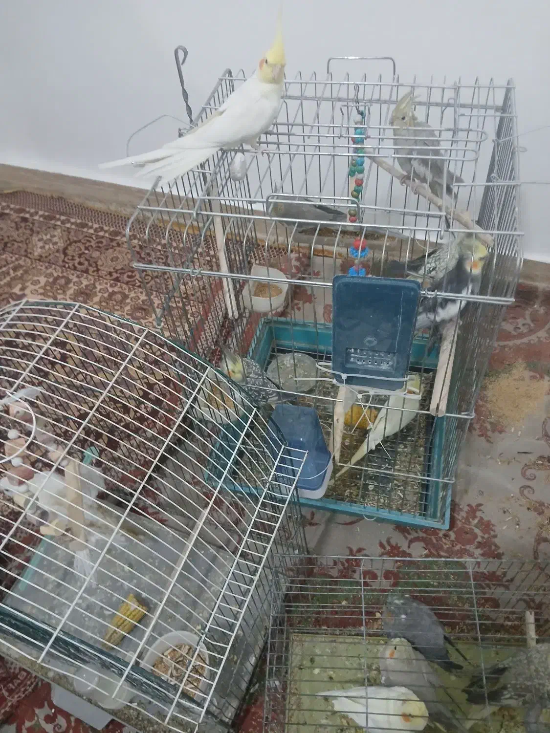 فروش ویژه عروس هلندی دستی و جفتی و تکی نر وماده|پرنده|داراب, |دیوار