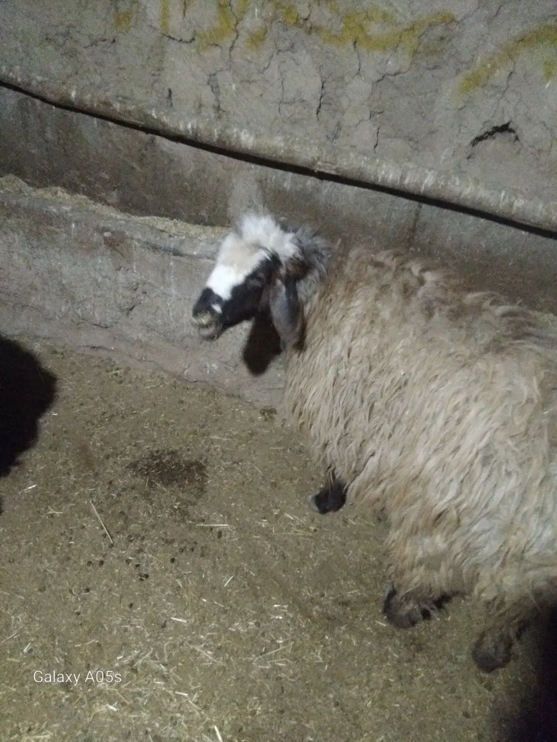 گوسفند|حیوانات مزرعه|آبکوه, |دیوار