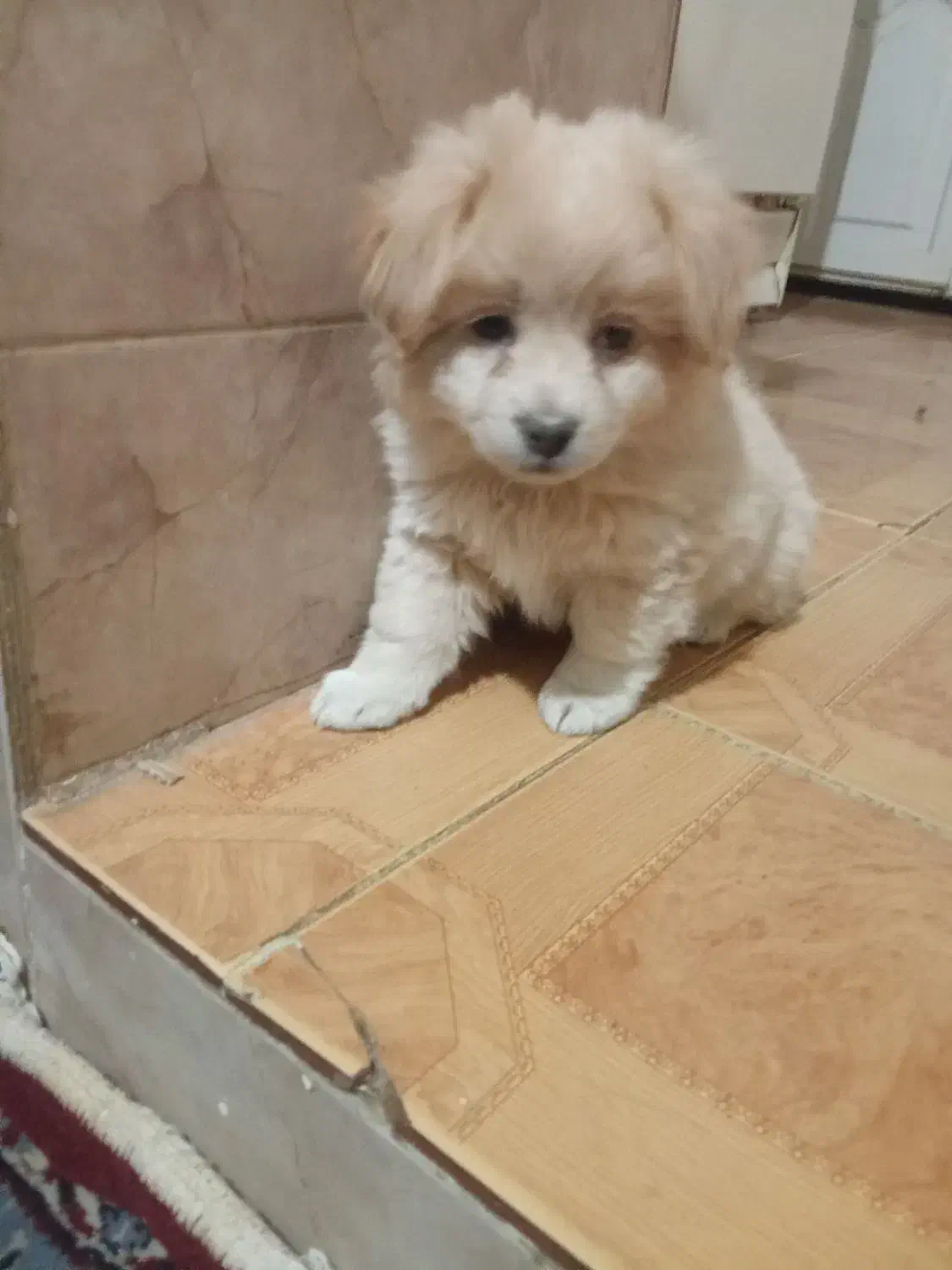 ۲ تا توله دو ماهه ویک سگ بالغ اشپیتز|سگ|تویسرکان, |دیوار