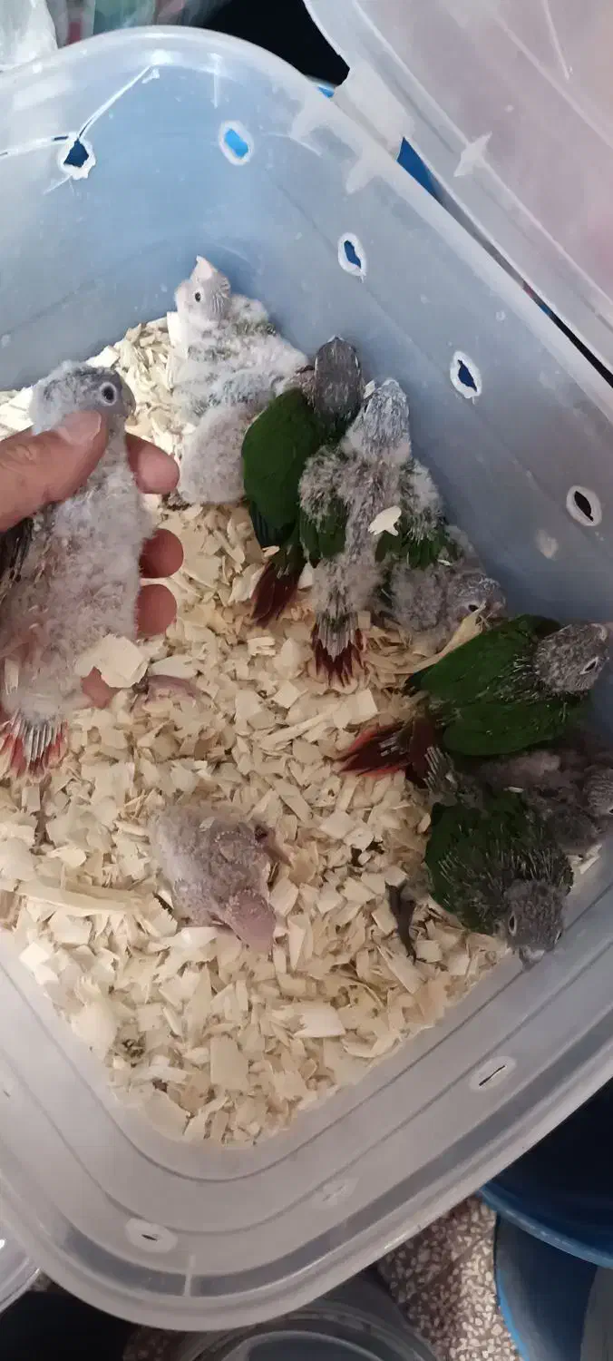 جوجه گرینچیک.کوتوله|پرنده|مشهد, شهید آوینی|دیوار