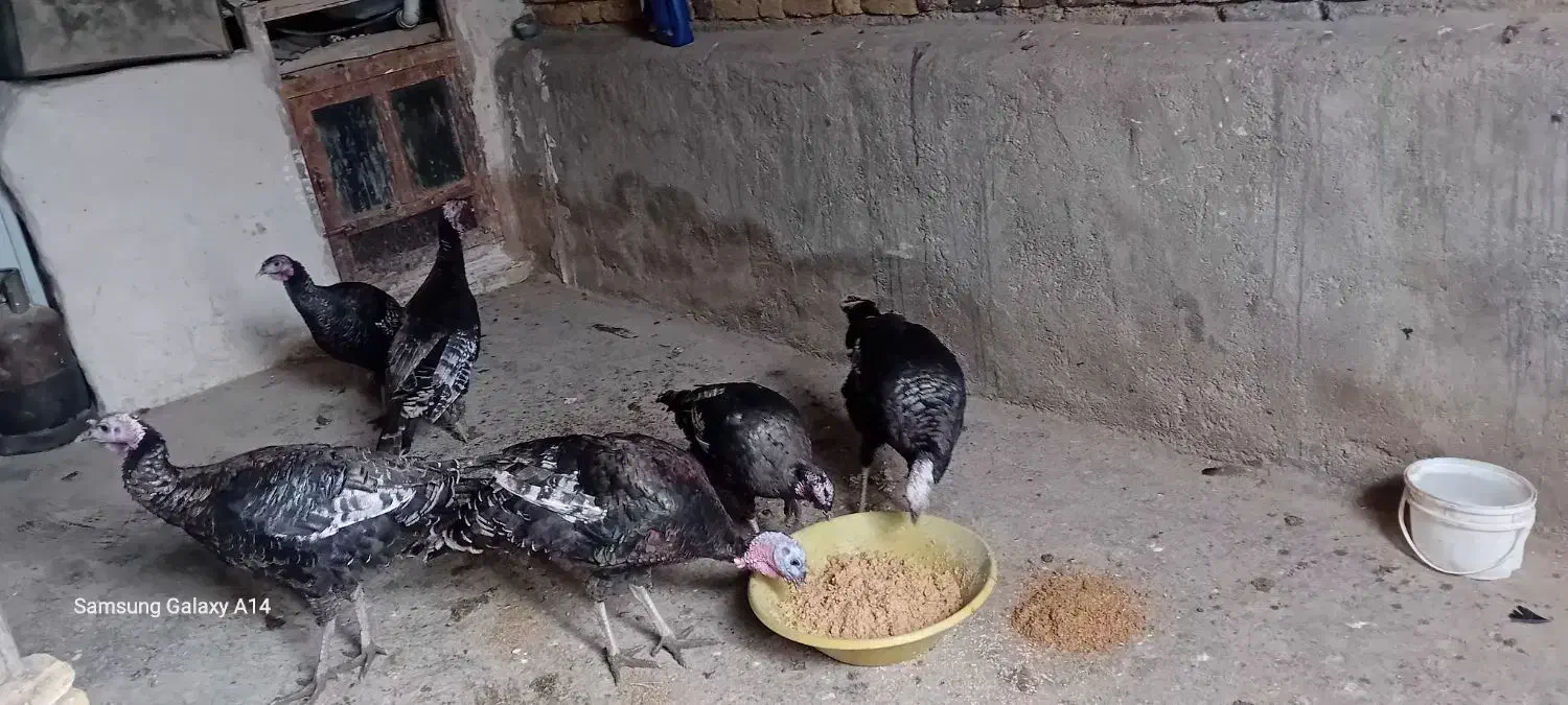 بوغلمون|حیوانات مزرعه|سنقر, |دیوار