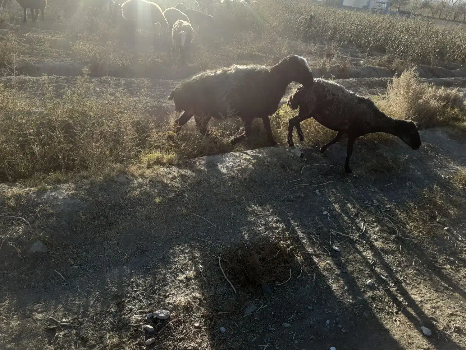 قوچ گله|حیوانات مزرعه|محلات, |دیوار