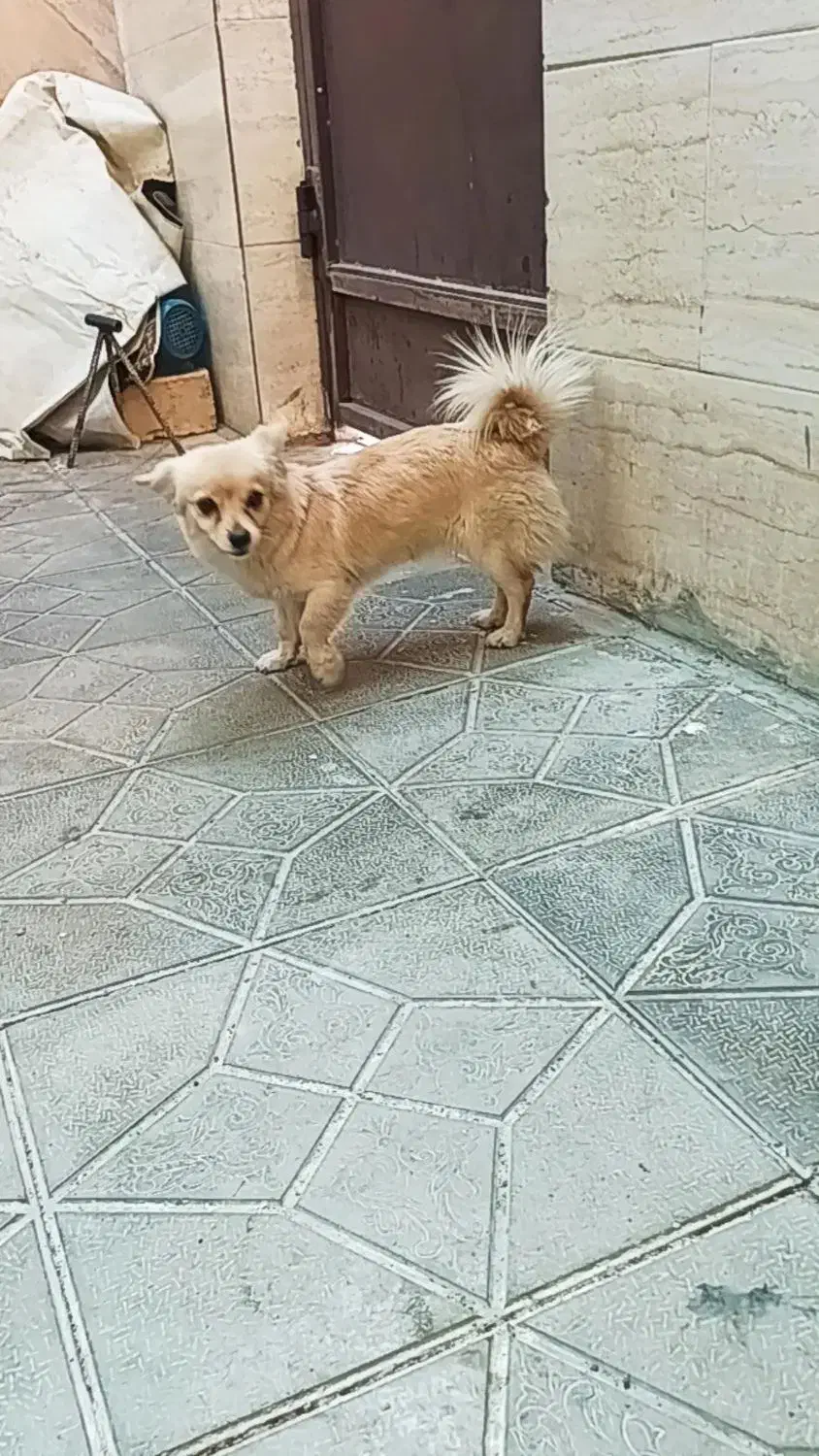 صگ پامر|سگ|تهران, نیلوفر|دیوار