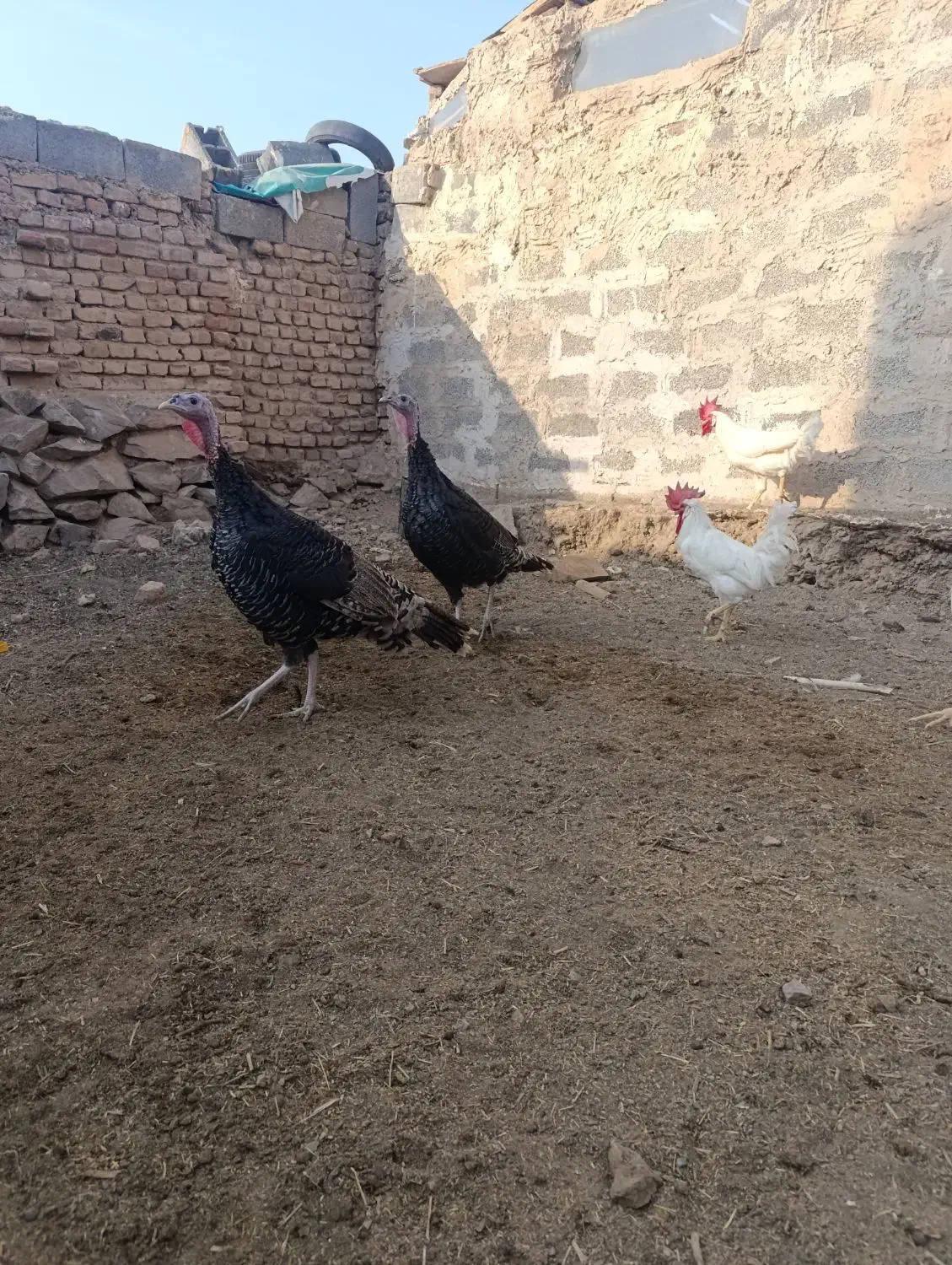 بره نر قوچی و بوقلمون|حیوانات مزرعه|بیرجند, |دیوار