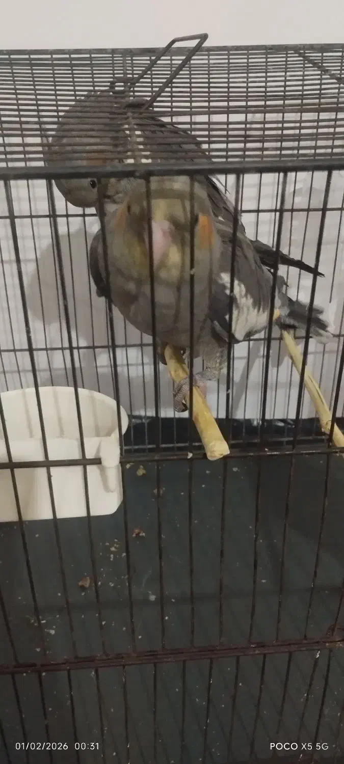 ۳عددعروس هلندی|پرنده|قم, انسجام|دیوار