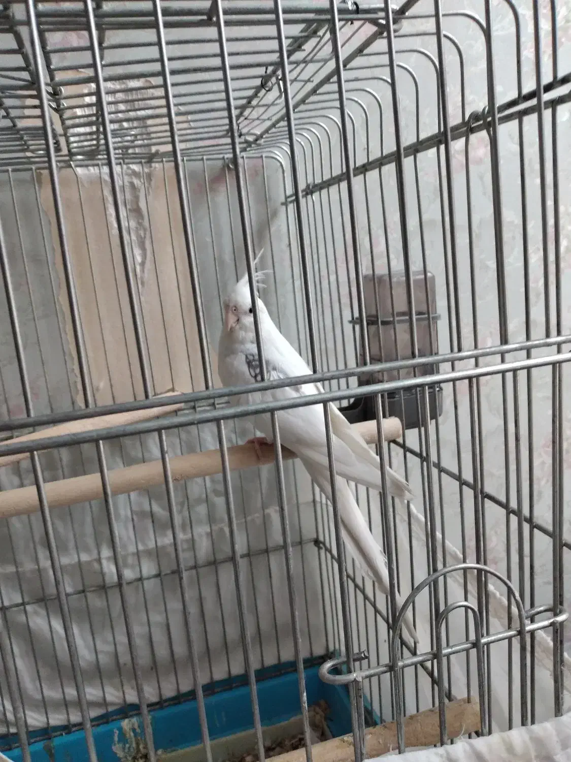 عروس هلندی آلبینو دوکت پروانه ای مهر مولد|پرنده|بهارستان, |دیوار