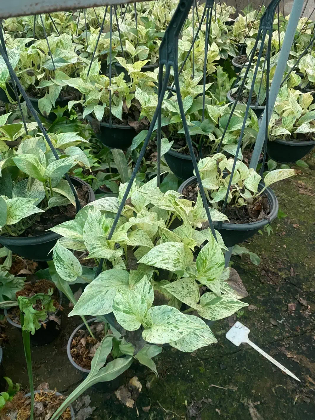 پتوس سبز، نئون ، ارتشی ،حصیری ،مرمری|گل و گیاه طبیعی|رشت, بیجارپس|دیوار