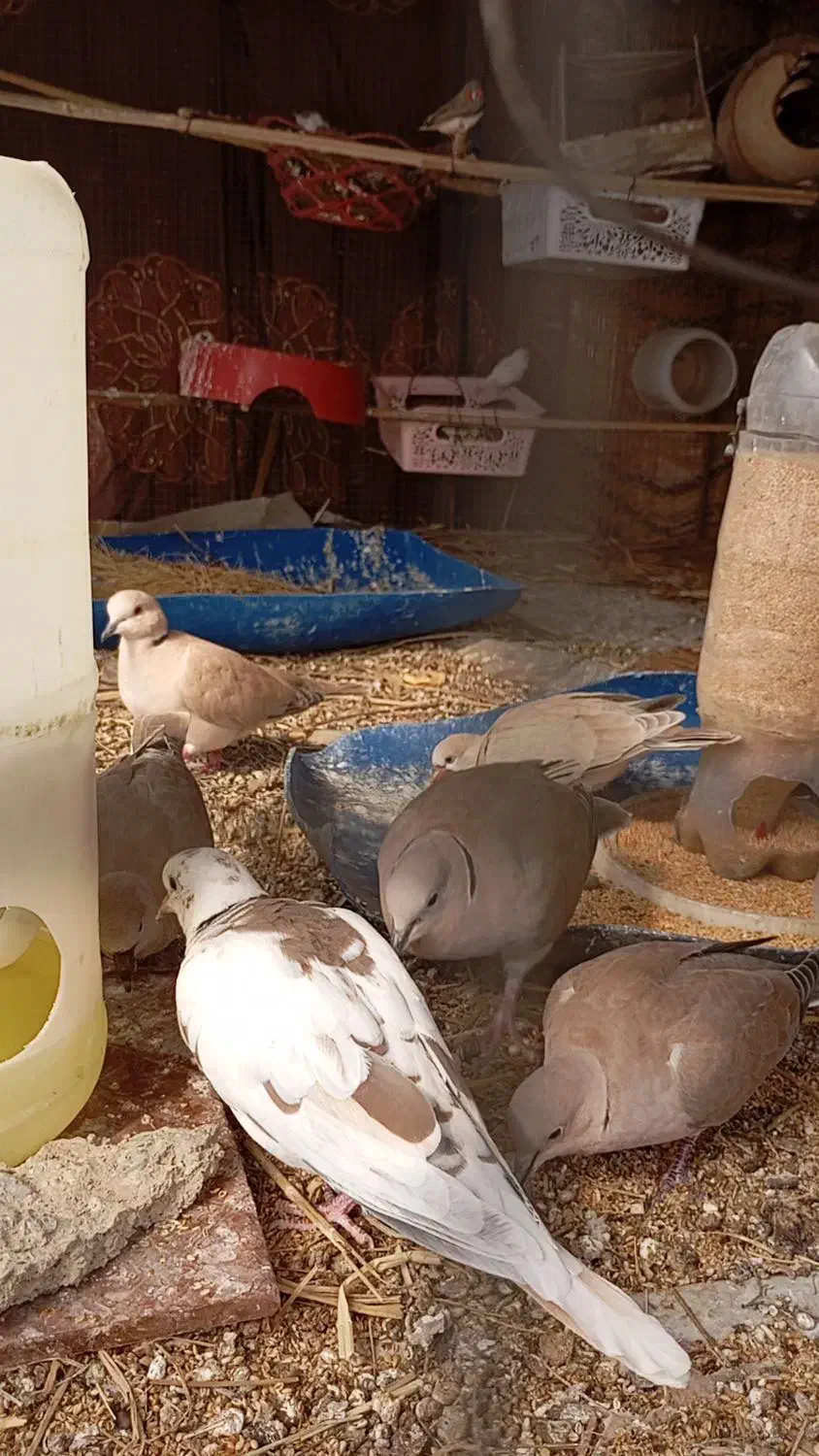 فنچ ۳۰۰ و کپوت ۴۰۰/ جالق|پرنده|سراوان, |دیوار