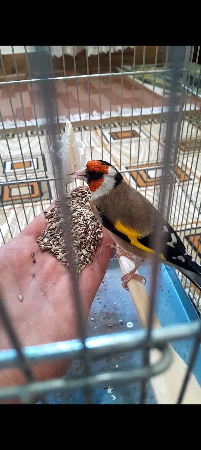 سهره نر|پرنده|بوئین زهرا, |دیوار