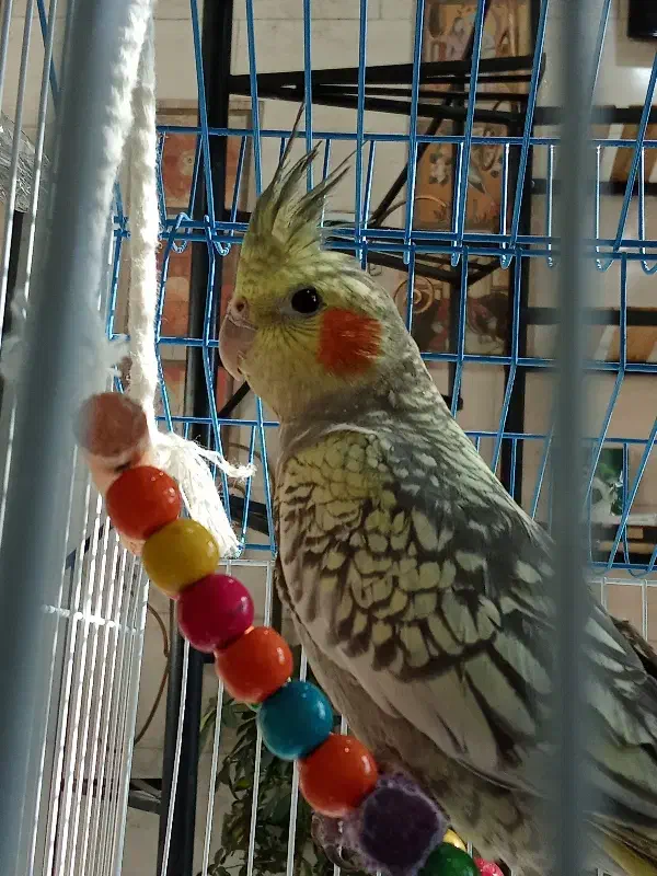 عروس هلندی|پرنده|هشتگرد, شهرک بعثت|دیوار