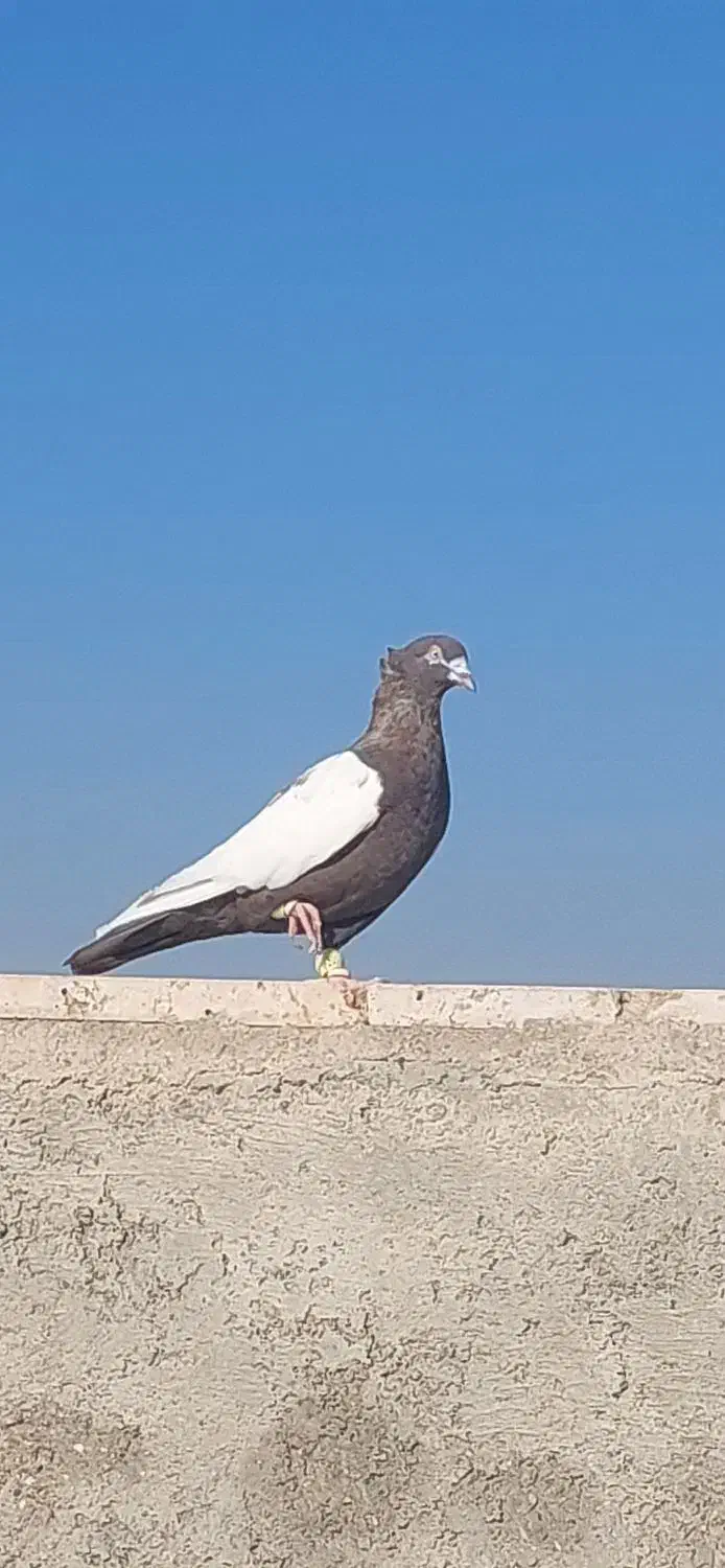 زیورالات دورنگ|جواهرات|تاکستان, |دیوار