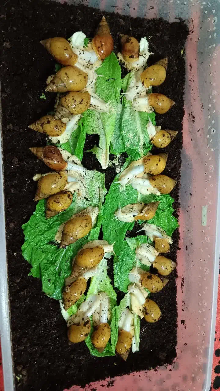 حلزون|خزنده|قم, ولیعصر|دیوار