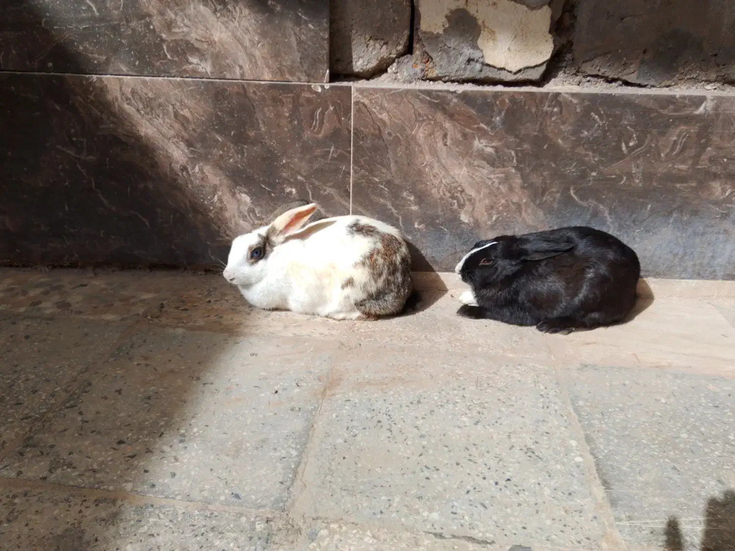 حمیدیه|موش و خرگوش|حمیدیه, |دیوار