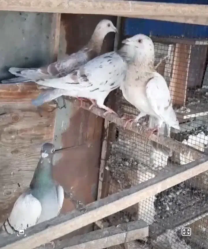 شامی دمسفید زرد هفرنگ خطی|پرنده|کوهین, |دیوار