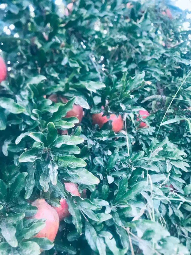 باغ روستای دالستان جاده قدیم ساوه سلفچگان|فروش خانه و ویلا|قم, آزادگان|دیوار