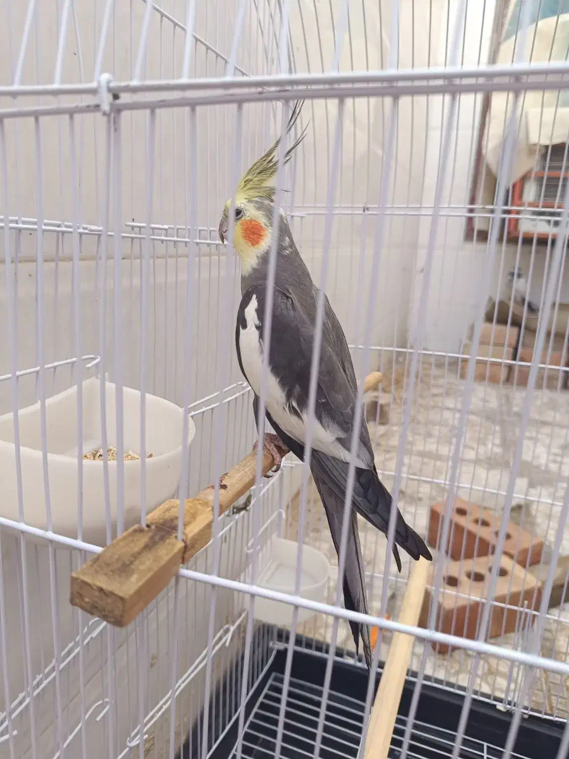 عروس هلندی مولد|پرنده|ایرانشهر, |دیوار