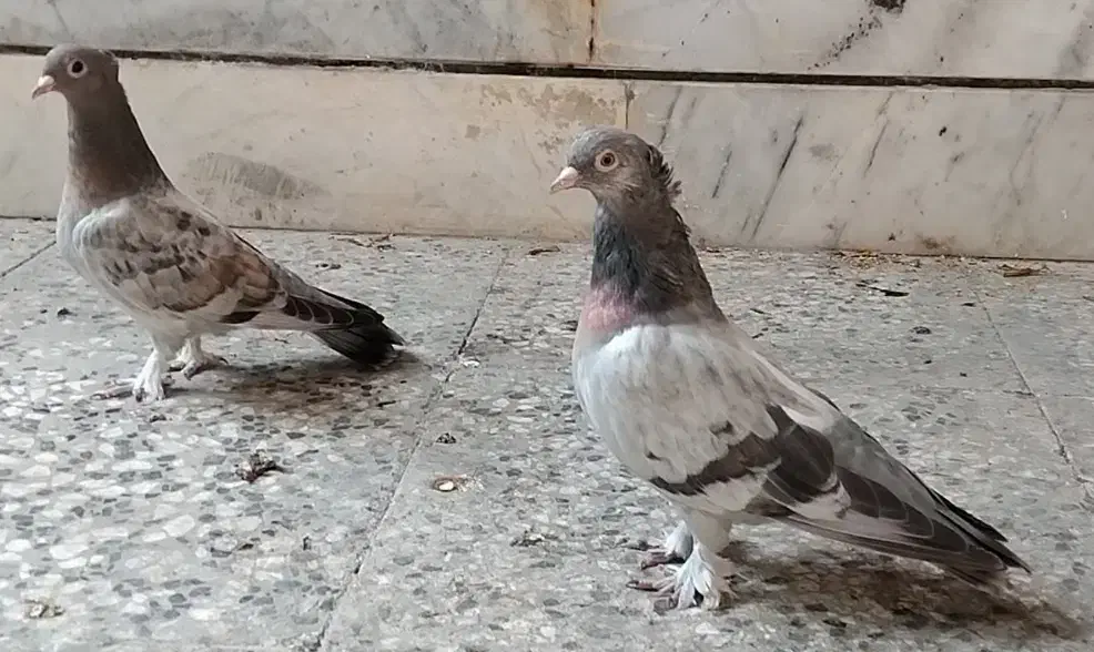 جفت کبوتر سبز تاکلا|پرنده|کردکوی, |دیوار