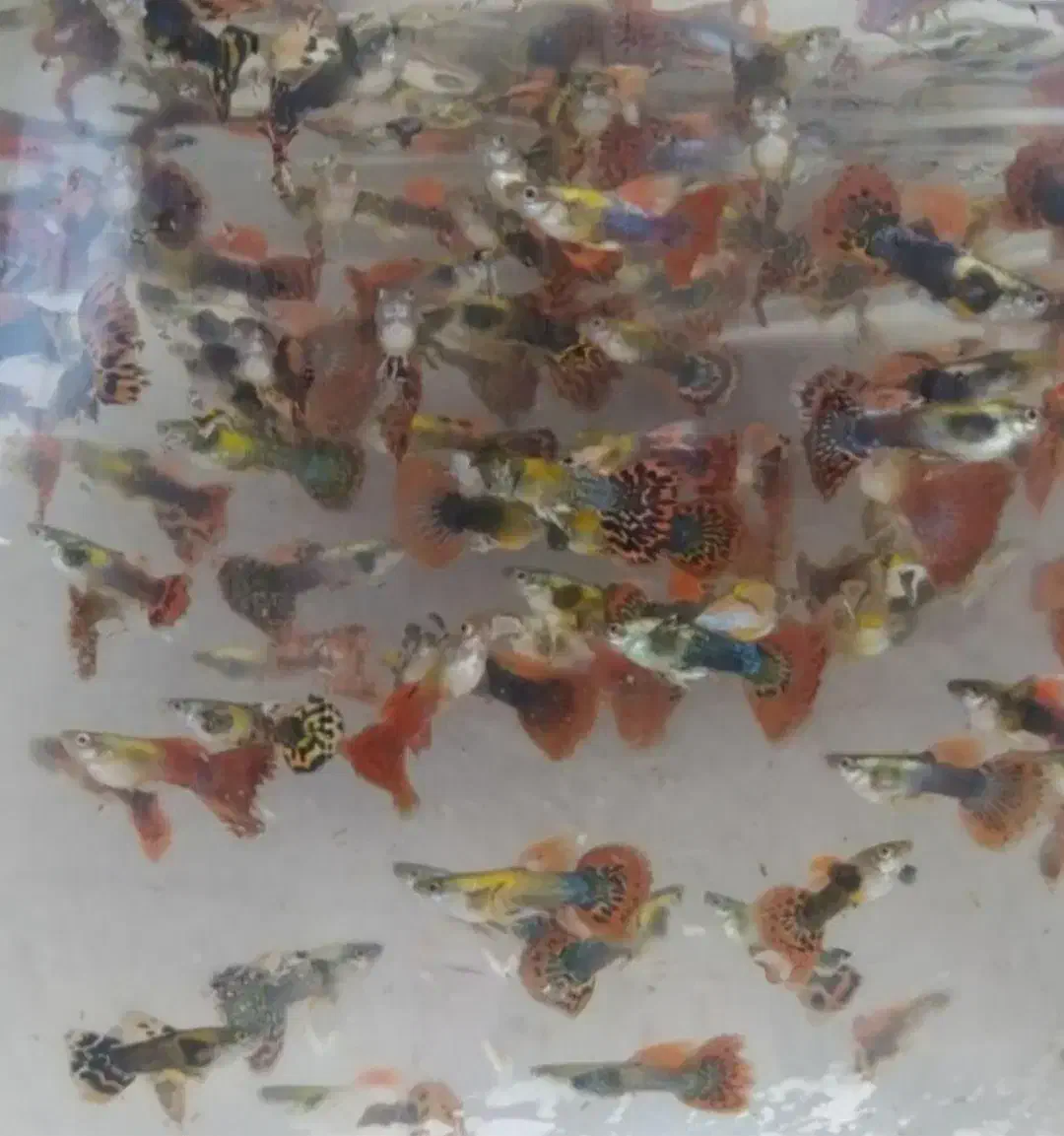 فروش ماهی گوپی|ماهی|کرمان, |دیوار