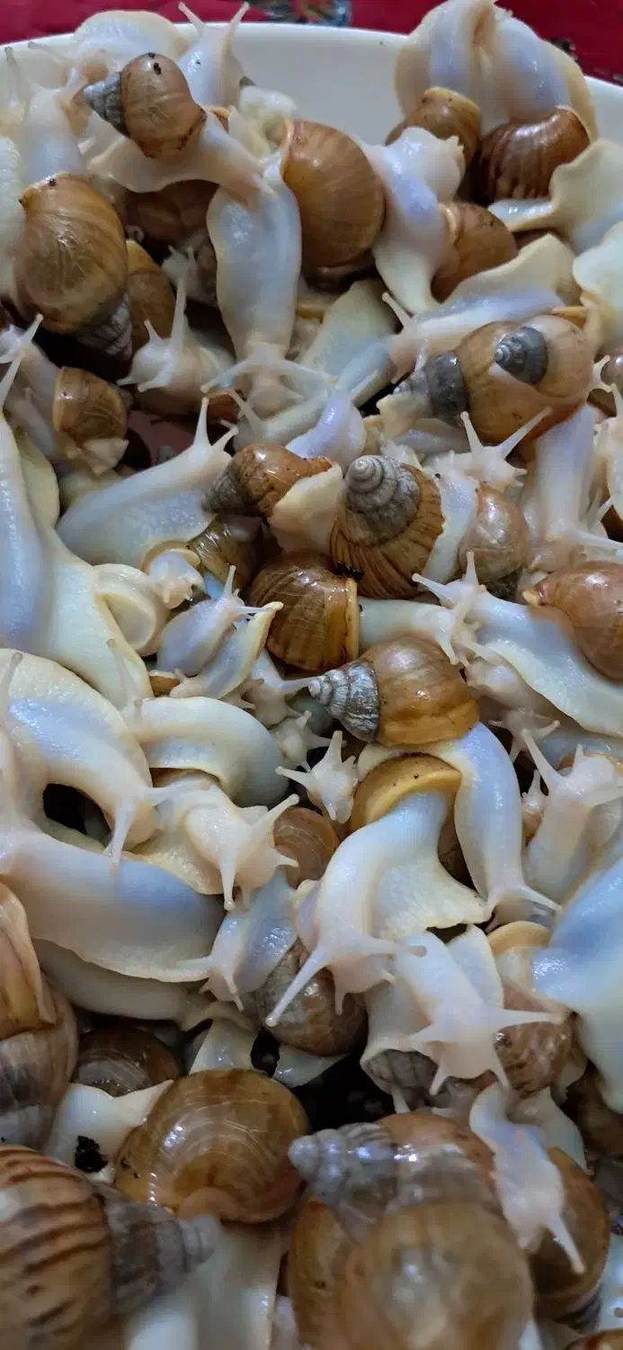 حلزون|خزنده|کرمان, |دیوار