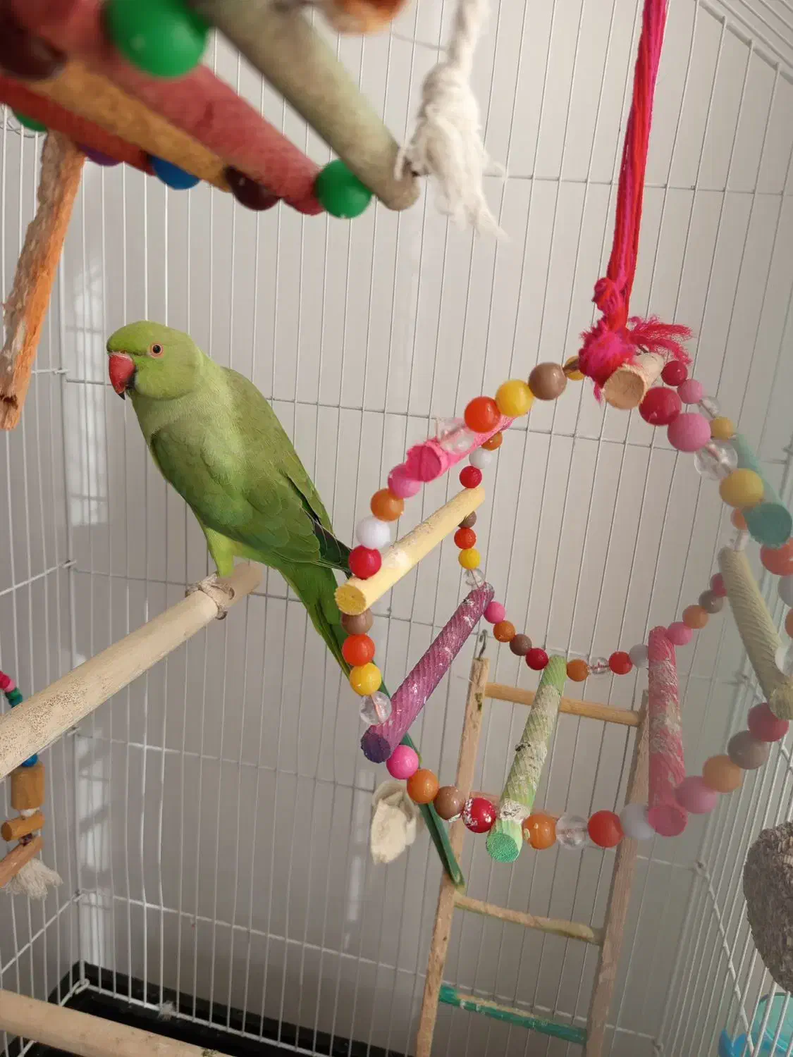 طوطی ملنگو سبز|پرنده|رستم‌آباد, |دیوار