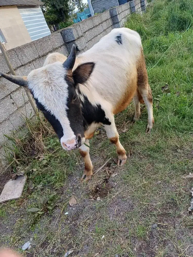 ورزاکوله|حیوانات مزرعه|سنگر, |دیوار