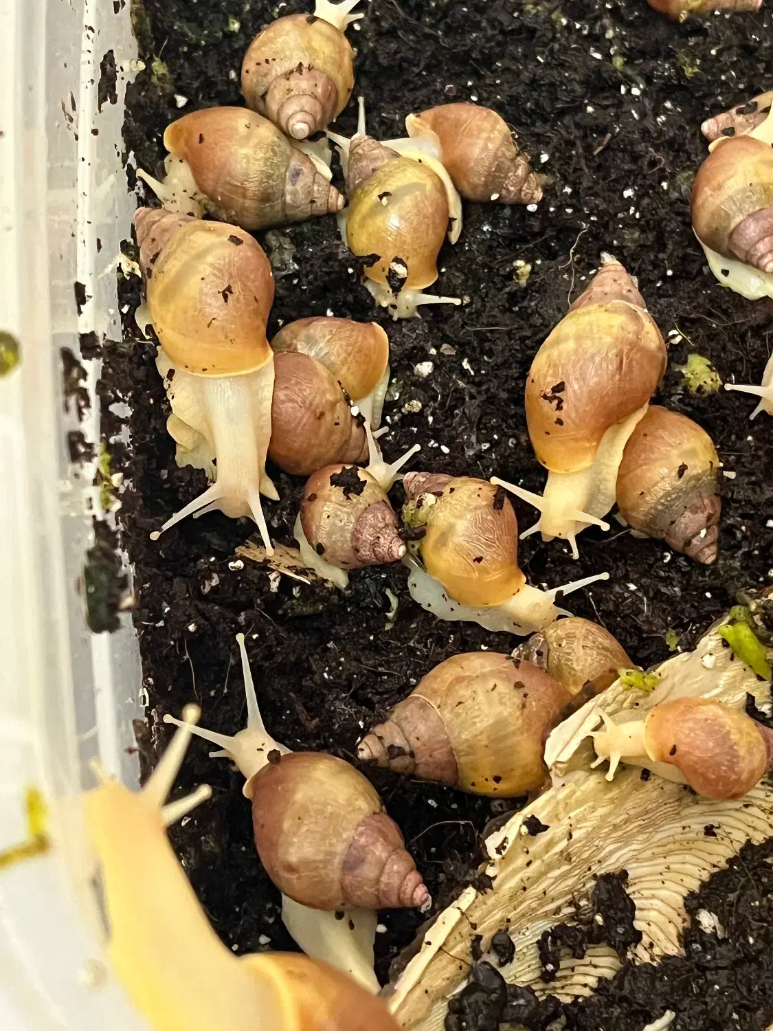 فروش حلزون|خزنده|شیراز, ریاستی|دیوار