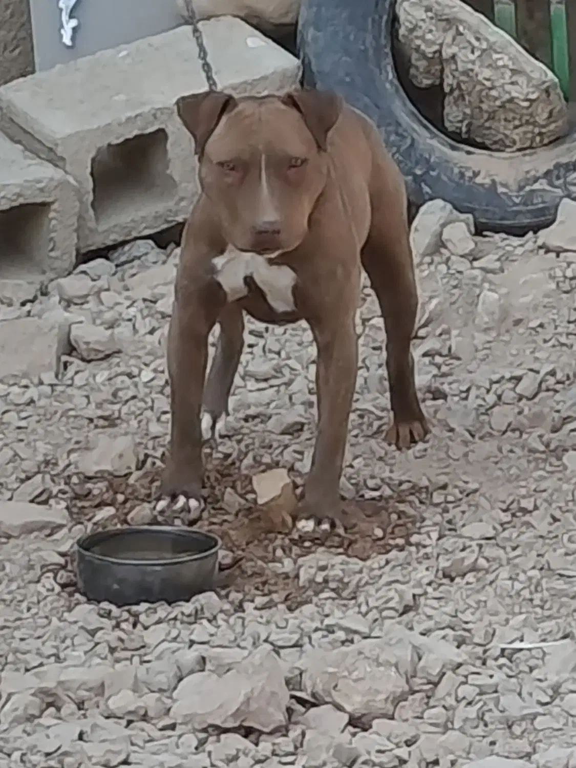 واگذاری پیتبول|سگ|شیراز, جمال آباد|دیوار