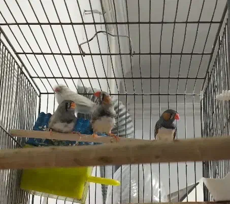 فنچ زبرا|پرنده|یزد, |دیوار