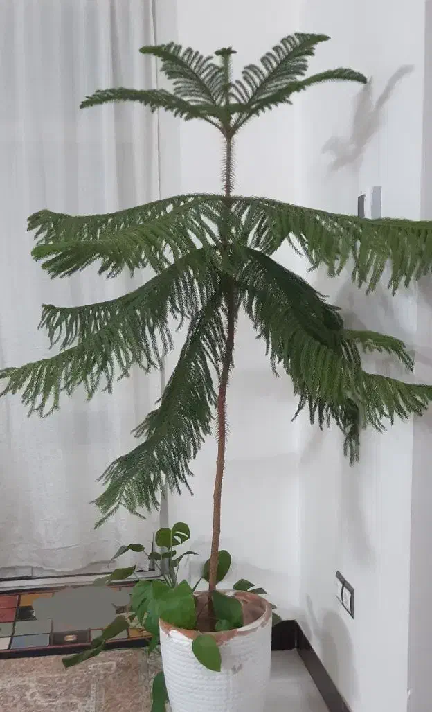 گل کاج مطبق|گل و گیاه طبیعی|نیشابور, گمنام غربی|دیوار